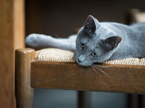4 Cat Breeds That May Be Hypoallergenic