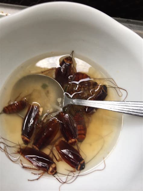 Cockroach soup : r/cursedfoods