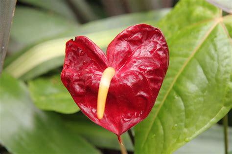 Gardening and Gardens: A Unique Valentine Flower