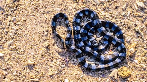 Banded Sea Krait Facts (Laticauda colubrina)