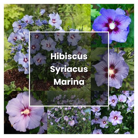 How to Grow Hibiscus Syriacus Marina - Plant Care & Tips | NorwichGardener