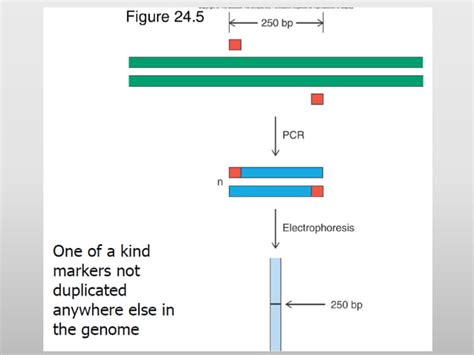 Gene mapping | PPT