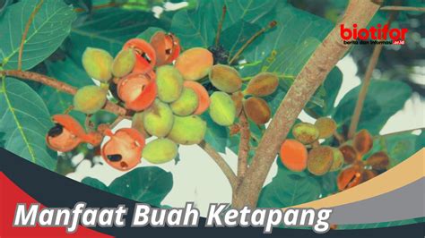 Manfaat Buah Ketapang: Untuk Kesehatan Dan Kecantikan