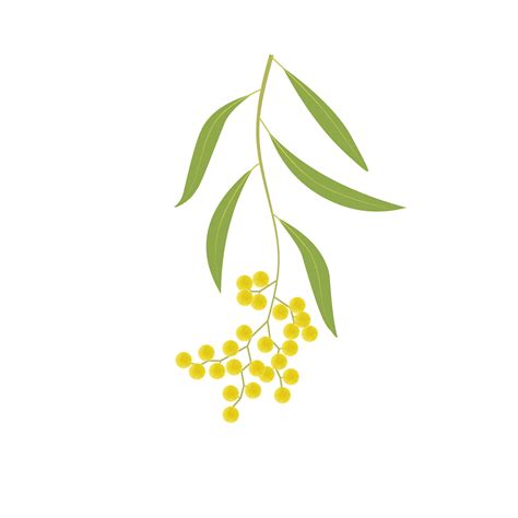 Vector illustration, golden wattle flower or Acacia pycnantha, isolated on white background ...