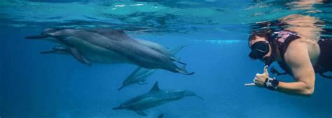 Swim with Wild Dolphins - Adventure Tours Hawaii