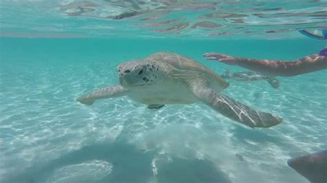 Sea Turtles at Hoopers Bay. I'M GOING HERE!! | Swim with turtles, Sea turtle, Exuma bahamas