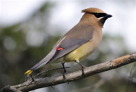 Cedar Waxwing