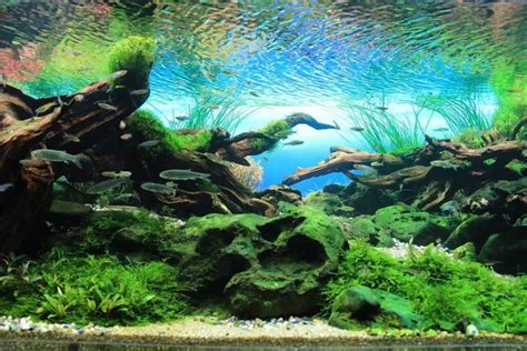 Build Aquarium Safely - What Rocks Can be Put in Aquarium