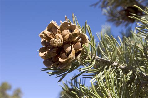 Pine Nut Harvesting – Tips On How To Grow Pine Nuts And Harvest Them