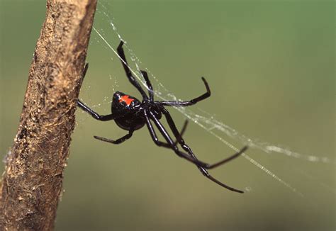 Black Widow Control | How to Get Rid of Spiders | Rose Pest Solutions