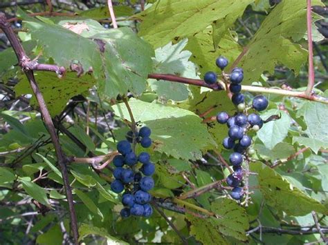 Field Biology in Southeastern Ohio: Wild Grapes