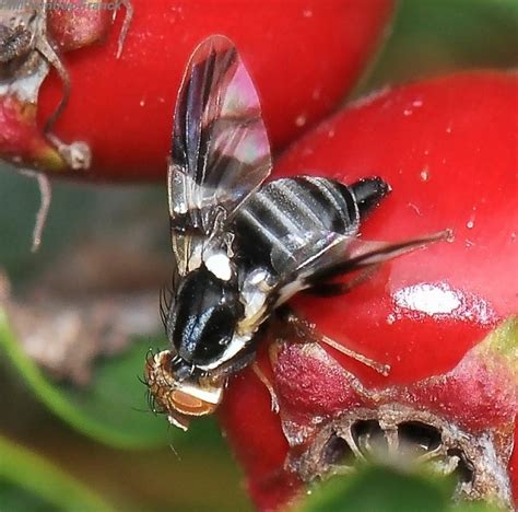 Plastic and evolved responses to host fruit in apple maggot flies | The Molecular Ecologist