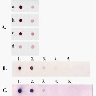 Optimal conditions of dot-blot hybridization and detection threshold ...