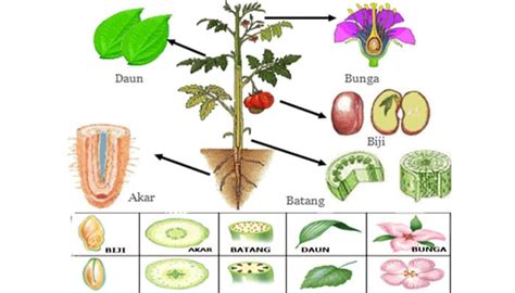 Struktur Organ Pada Tumbuhan : Bagian, Fungsi dan Contohnya – Pelajaran ...