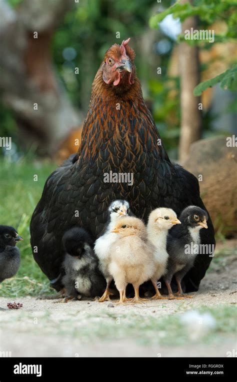 Mother hen and chicks hi-res stock photography and images - Alamy