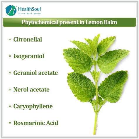 Lemon Balm benefits - Healthsoul