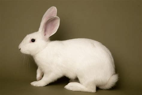 The American (Blue & White) Rabbit (Size/Color, Behavior, Temperament)