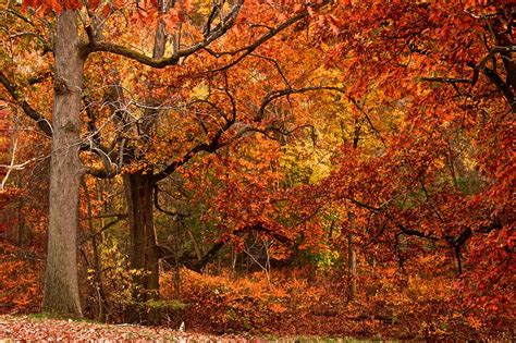 When And Where To Expect Pennsylvania's Fall Foliage To Peak This Year