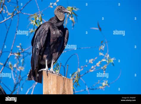 A black vulture stands on the sign for the Everglades & Francis S ...