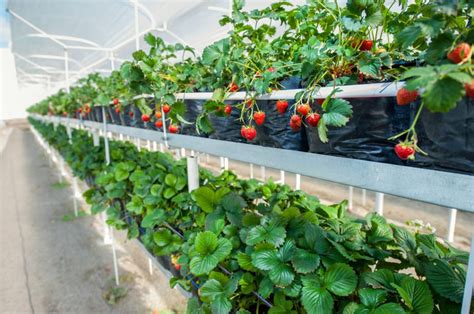 Best Plants To Grow In Greenhouse