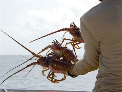 Florida's Mini Spiny Lobster Season Underway | Miami, FL Patch