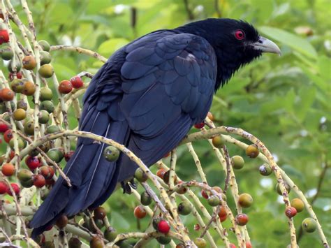 Pacific Koel - eBird