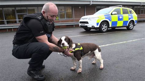 UK’s longest serving police dog, Brewster the springer spaniel, retires ...