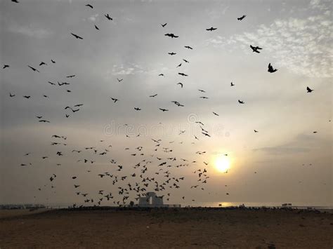 Early morning birds stock image. Image of birds, view - 128403215