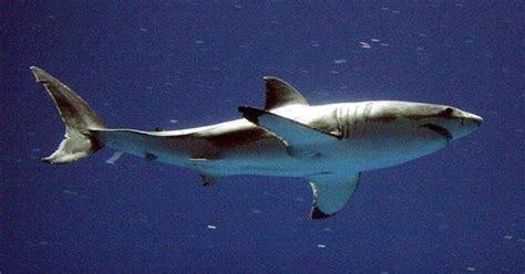 Great white shark bites canoe off Southern California coast