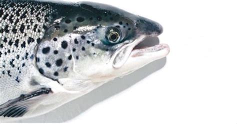 Genetically modified salmon coming to supermarkets - CBS News