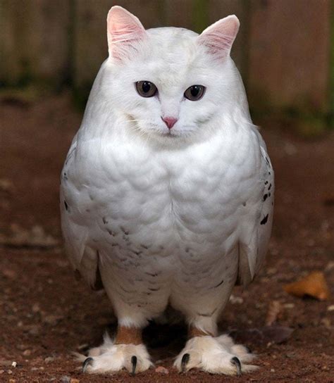 The white meowl, a rare bird indeed : OwlsWithCatHeads