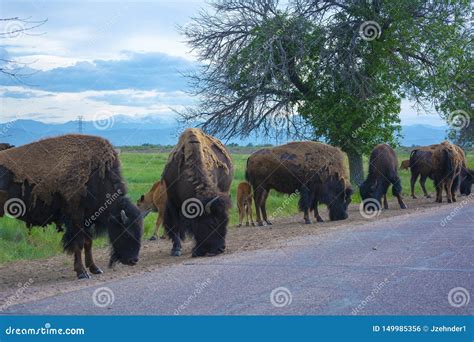 Herd of American Bison Buffalo by a Road during the Day Editorial Photo ...