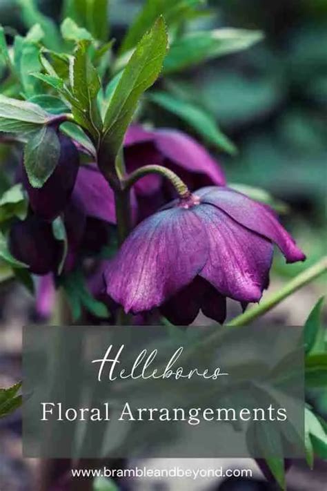 Mastering the Art of Hellebore Flower Arrangements | Bramble and Beyond