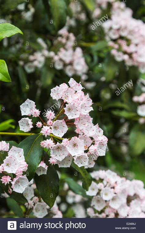 Flowers of Kalmia latifolia, mountain-laurel, calico-bush, or spoonwood, state flower of ...