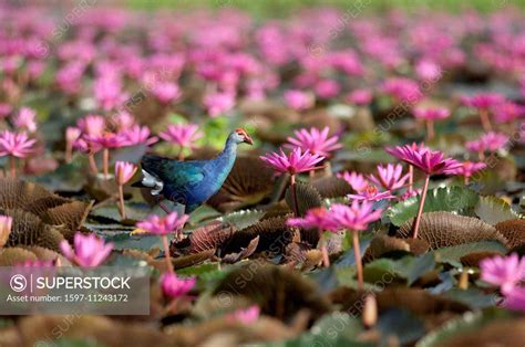 Purple Swamphen, bird, grey-headed swamphen, purple coot, purple gallinule, purple moorhen ...