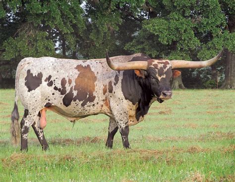 Pin by Animal Queen on miniature cows breeds | Longhorn cattle, Cattle, Miniature cow breeds