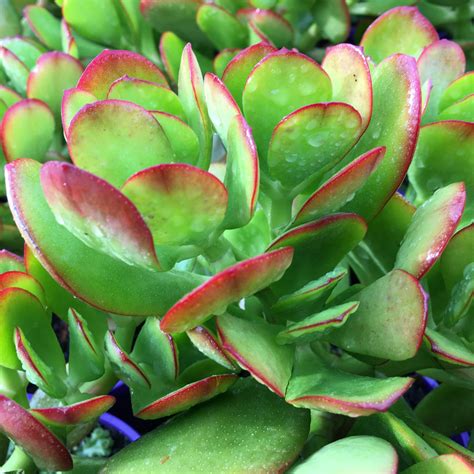 Crassula Ovata (Common Name – Money Plant) 150mm Pot | Dawsons Garden World