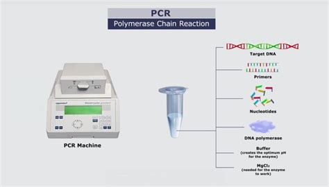 PCR – the polymerase chain reaction explained — Science Learning Hub