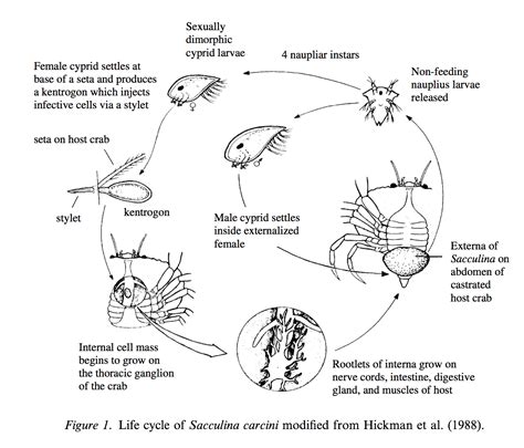 Rah Rah Radula!: Zombie Crabs – Why Can’t We Get Us Some of Those?