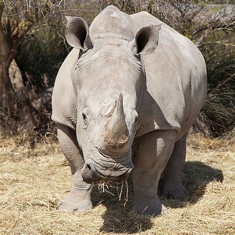 White Rhinoceros Facts: Animals of Africa - WorldAtlas.com