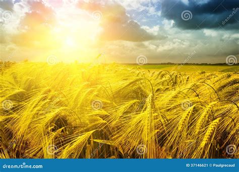 Golden Sunset Over Wheat Field Stock Image - Image of agricultural ...