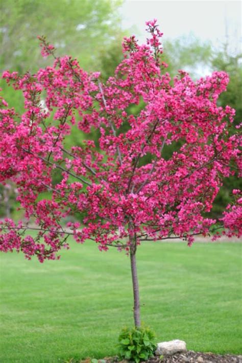 Prairiefire tree is a disease resistant crabapple. Grows 15 to 20 ft. tall. | Dwarf flowering ...