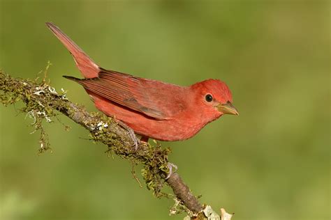 Male Summer Tanager Texas Photograph by Alan Murphy