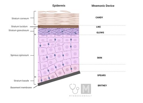 Layers Of The Skin Mnemonic - My Endo Consult