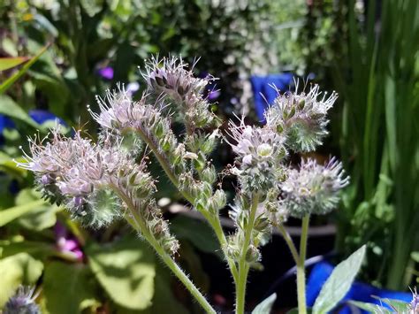 Phacelia californica – Sunnyvale-Garden