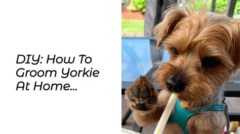 DIY: How To Groom Yorkie At Home • Yorkies Gram