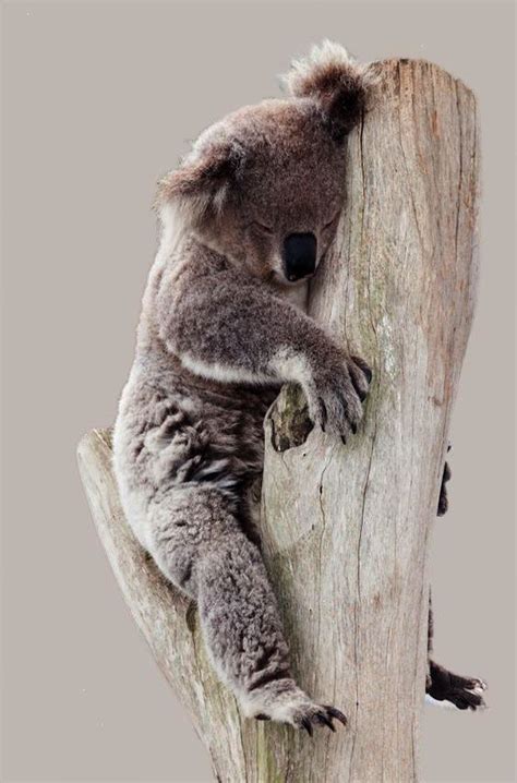 sleepy koala … | Cute baby animals, Cute animals, Baby animals