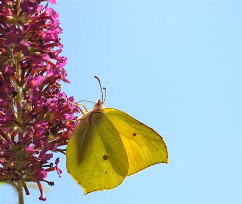 Common Brimstone | Brimstone, Pretty pictures, Photography