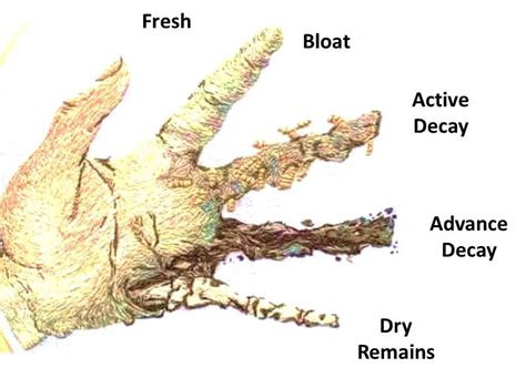 dead body decomposition stages - Forensic's blog