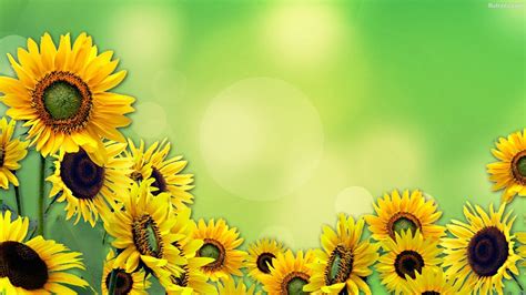 Anime Sunflower HD Wallpapers - Wallpaper Cave